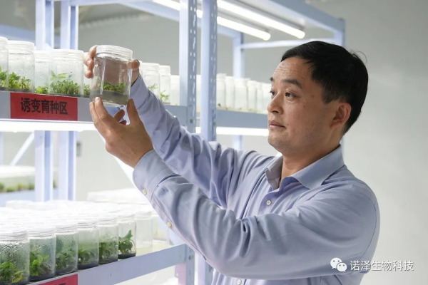 湖南諾澤生物科技有限公司,湖南健康植物提取物,保健品的原料有哪些,哪家公司的植物提取質(zhì)量更好 湖南諾澤生物科技有限公司,湖南健康植物提取物,保健品的原料有哪些,哪家公司的植物提取質(zhì)量更好